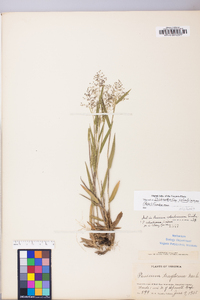 Dichanthelium acuminatum subsp. columbianum image