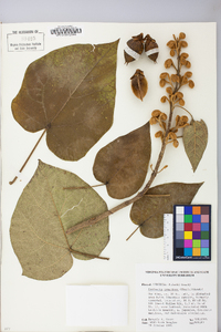 Paulownia tomentosa image