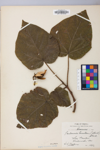 Paulownia tomentosa image