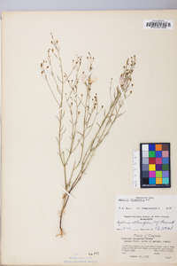 Agalinis obtusifolia image