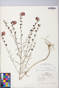 Agalinis purpurea image