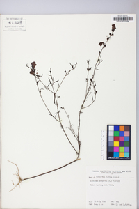 Agalinis purpurea image