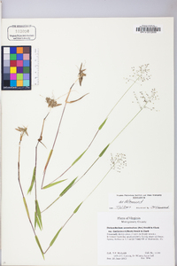 Dichanthelium acuminatum subsp. lindheimeri image