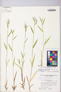 Dichanthelium acuminatum subsp. lindheimeri image