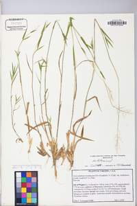 Dichanthelium acuminatum subsp. lindheimeri image