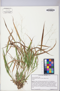 Panicum bicknellii image