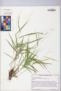 Panicum bicknellii image