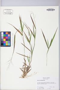 Panicum bicknellii image