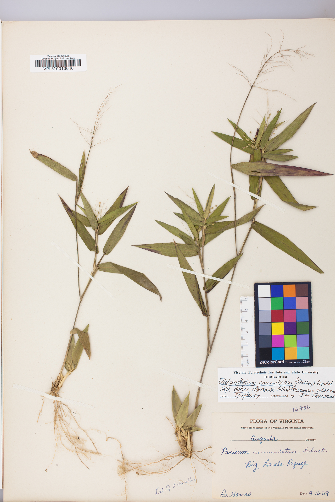 Dichanthelium commutatum subsp. ashei image