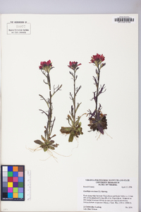 Castilleja coccinea image