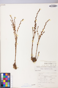 Epifagus virginiana image