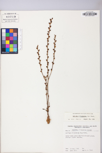 Epifagus virginiana image