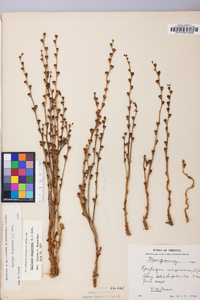 Epifagus virginiana image
