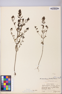 Melampyrum lineare image