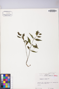 Melampyrum lineare image