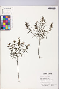 Melampyrum lineare image