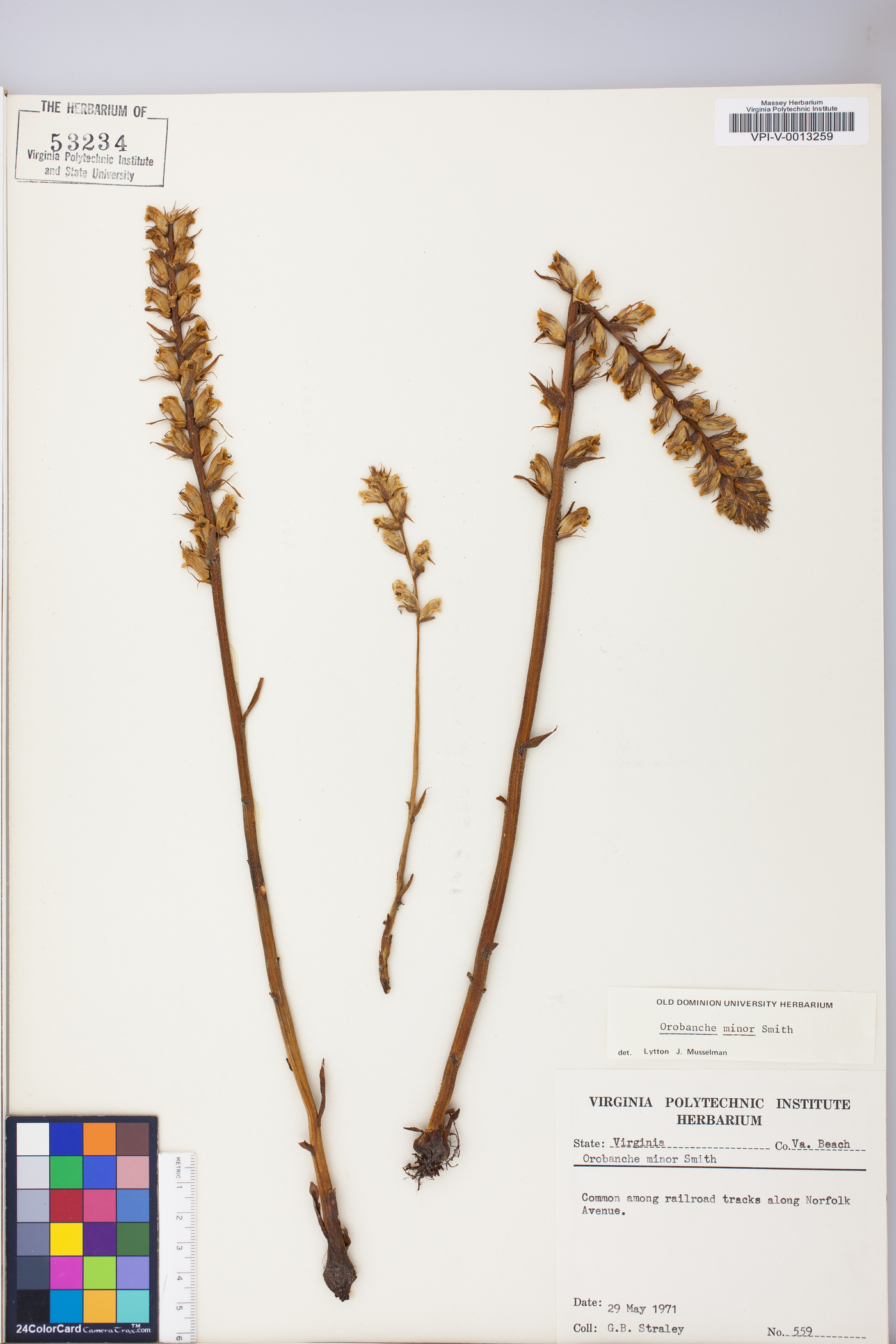 Orobanche minor image