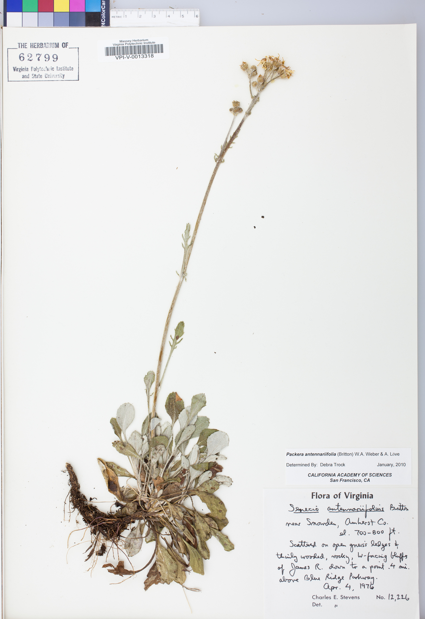 Packera antennariifolia image