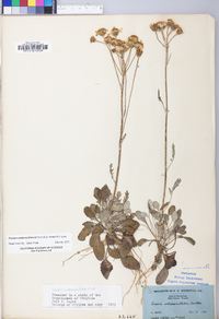 Packera antennariifolia image