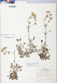 Packera antennariifolia image