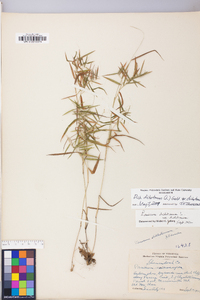 Dichanthelium dichotomum subsp. dichotomum image