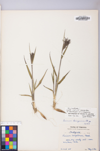 Dichanthelium ovale subsp. pseudopubescens image