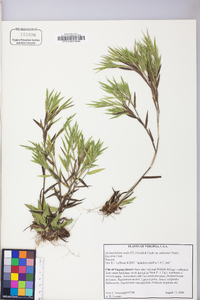 Dichanthelium ovale subsp. pseudopubescens image