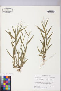 Dichanthelium ovale subsp. pseudopubescens image