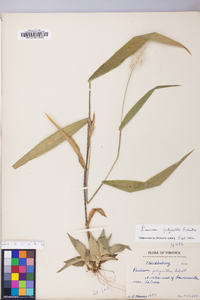 Dichanthelium polyanthes image