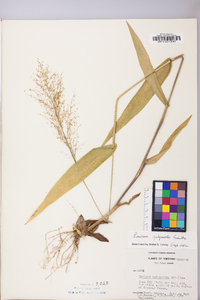 Dichanthelium polyanthes image