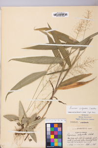 Dichanthelium polyanthes image