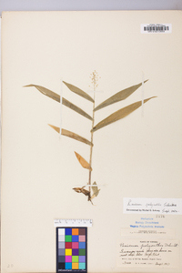 Dichanthelium polyanthes image