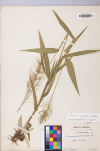 Dichanthelium polyanthes image