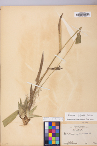 Dichanthelium polyanthes image