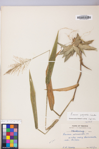 Dichanthelium polyanthes image