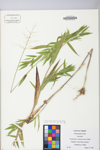 Dichanthelium scoparium image