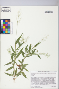 Dichanthelium sphaerocarpon image