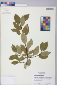 Prunus alleghaniensis image