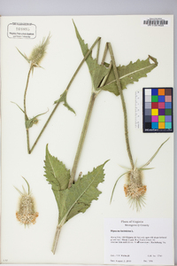 Dipsacus laciniatus image