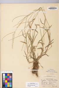 Digitaria ciliaris image