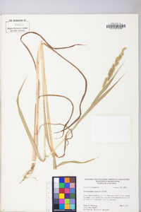 Echinochloa colona image