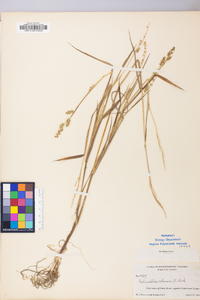 Echinochloa colona image