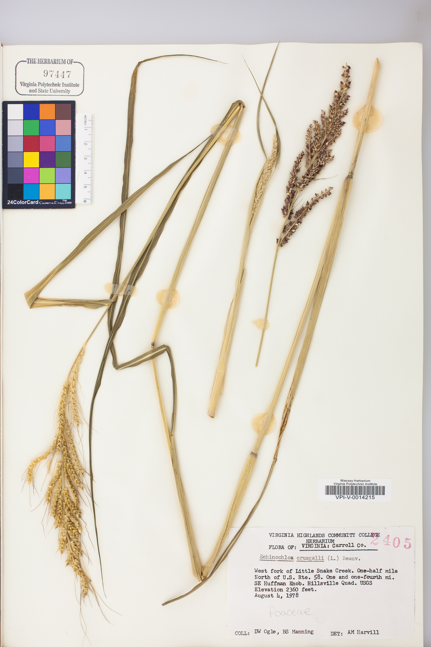 Echinochloa crus-galli var. crus-galli image