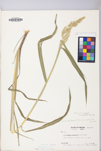 Echinochloa crus-galli var. crus-galli image