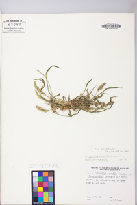 Echinochloa crus-galli var. crus-galli image