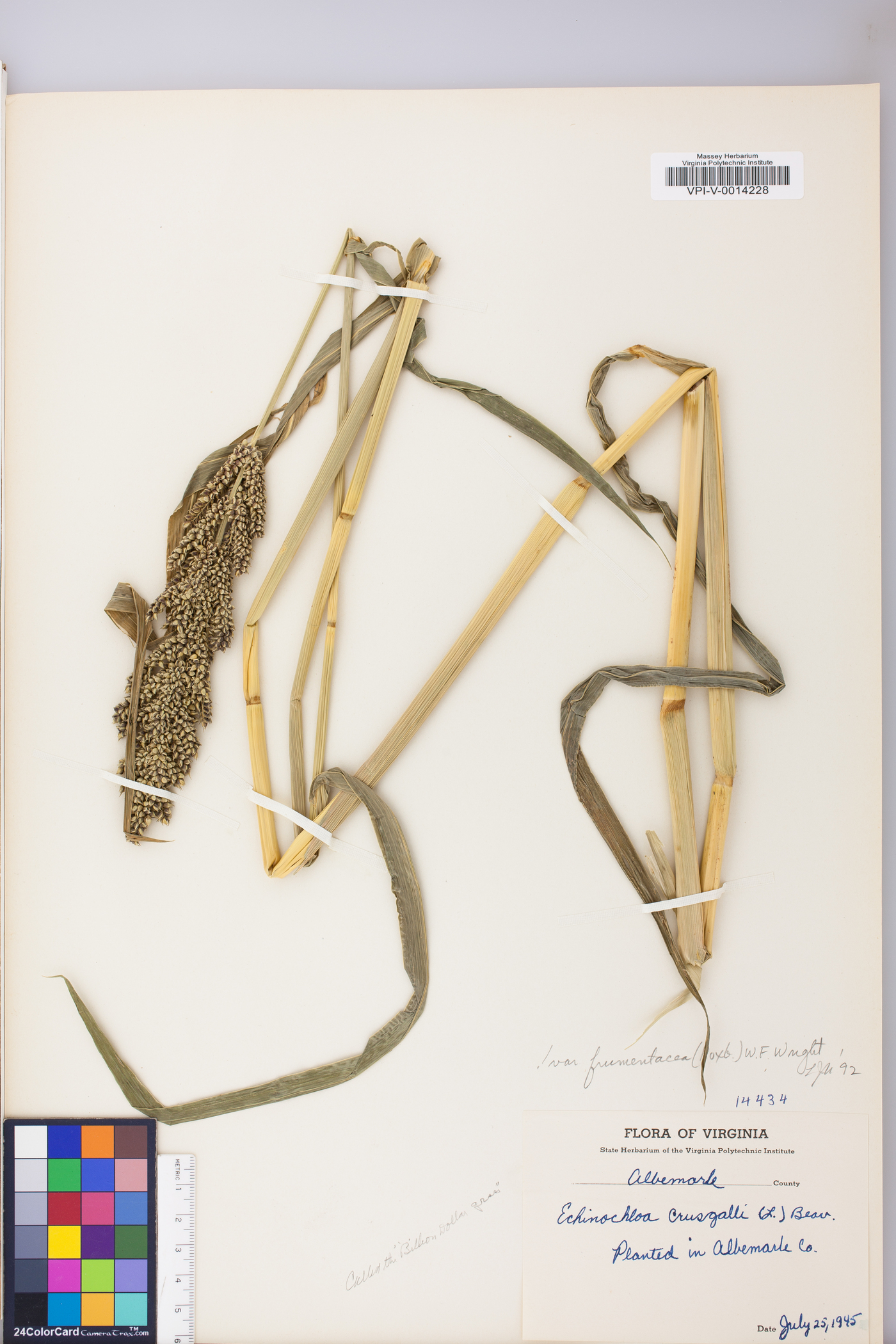 Echinochloa frumentacea image