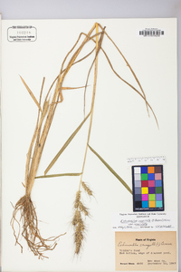 Echinochloa muricata var. muricata image