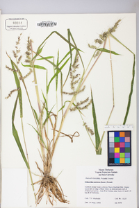 Echinochloa muricata var. muricata image