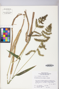 Echinochloa muricata var. muricata image