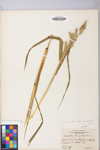 Echinochloa muricata var. muricata image